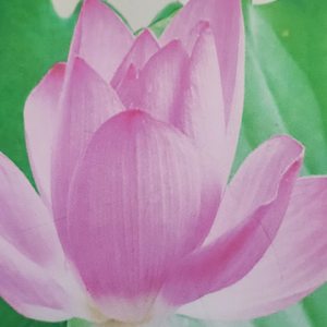 一半清醒一半醉