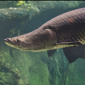 Arapaima
