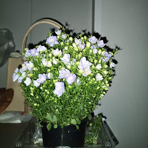 夜、萤火虫和你 吉他