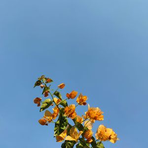 春日来信（demo）