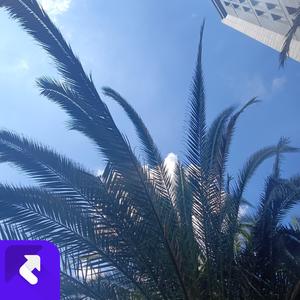 信誓旦旦的约定（古风版） (现场)