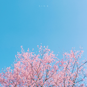 나른한 봄날의 오후