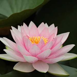 五音治疗 (安静轻音乐)