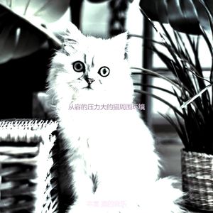 微妙的可爱的猫心情