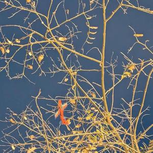 Ciao da lontano (feat. Lepre)