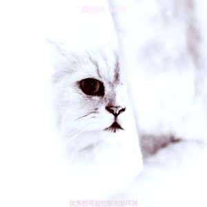 温和放松的猫梦想