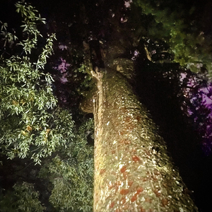 Kauri