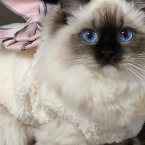 猫咪引力