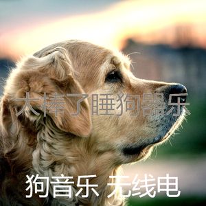 柔和的小狗时刻