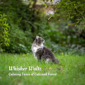 Cricket Concerto in the Forest