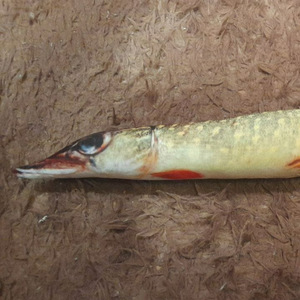 Рэп для щук