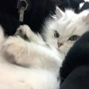 残酷月光（cover 林宥嘉）