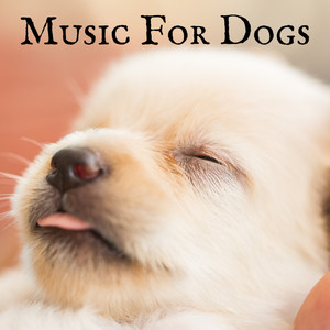 Pet Music