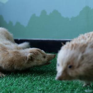 陈皮薄荷（prod by 邹凌云LarryJoe ）