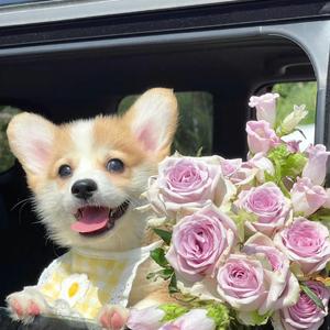 哪 里 都 是 你 (DJ慢速版）