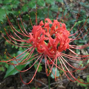 sychoronicity~第三章 巡る世界のレクイエム