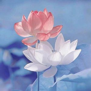 飘洋过海来看你