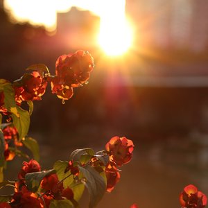 我想抬头暖阳春草