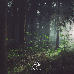 [FREE] Dark Forest