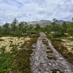 Dronninga i Rendalen