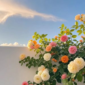 新生枝桠与微风 伴奏