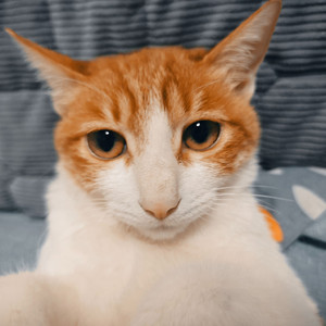 起落（PROD BY Crazy Yan）