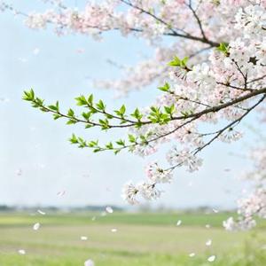 想念漫游 (Cover 季彦霖)