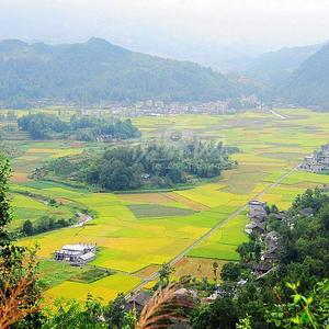 稻花香（伴奏）