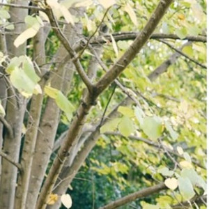 鸡蛋鸭蛋荷包蛋