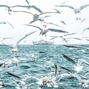 漂洋过海来看你