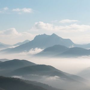 珍珠牡丹