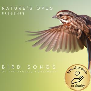 Swainson's Thrush Bird Call (Loopable, No Fade)