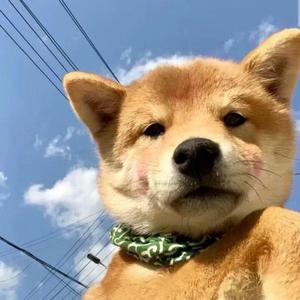 金毛先生地舞会