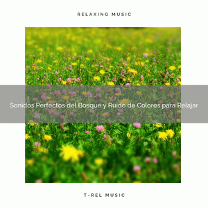Sonidos Perfectos del Bosque y Ruido de Colores para Relajar
