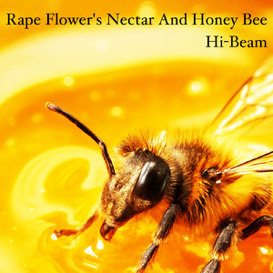 Rape Flower's Nectar And Honey Bee