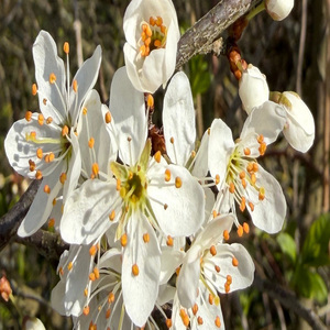 Spilled coffee on Mars (Radio Edit)