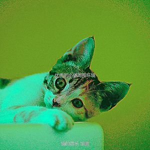 精彩可爱的猫环境