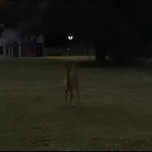 特洛伊的天上没有云