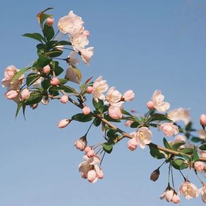 Slod“花开”Toosii Type Beat