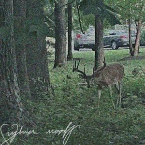 passerine (feat. saoirse dream)