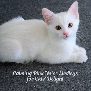 The Tender Meow of a Slumber's Sigh