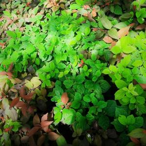 治愈你，治愈我