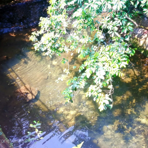 古风—狂野想乡