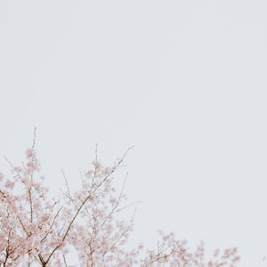 迟到的开窍（后来我也学会了等待）