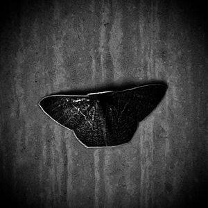 他在荒诞中灭亡（专辑全长）