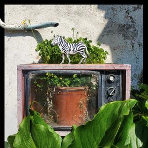 Gregory's Birthday II