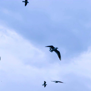 鸟儿不知道什么是自由