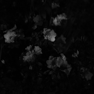 Come On, You Tenderhearted Lovers