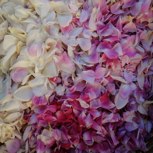 Honguitos de Montaña