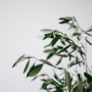 올리브나무 Olive